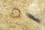 Jurassic Ammonite and Belemnite Cluster - England #279471-4